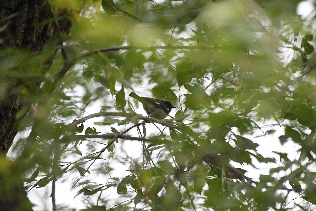 Black-throated Blue Warbler - ML644400242