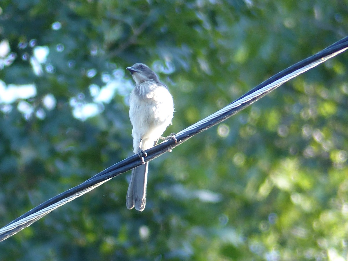 California Scrub-Jay - ML644400246