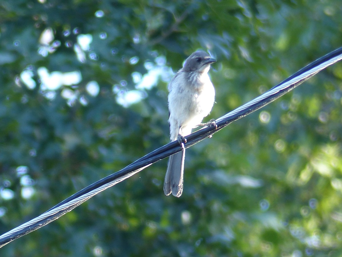 California Scrub-Jay - ML644400247