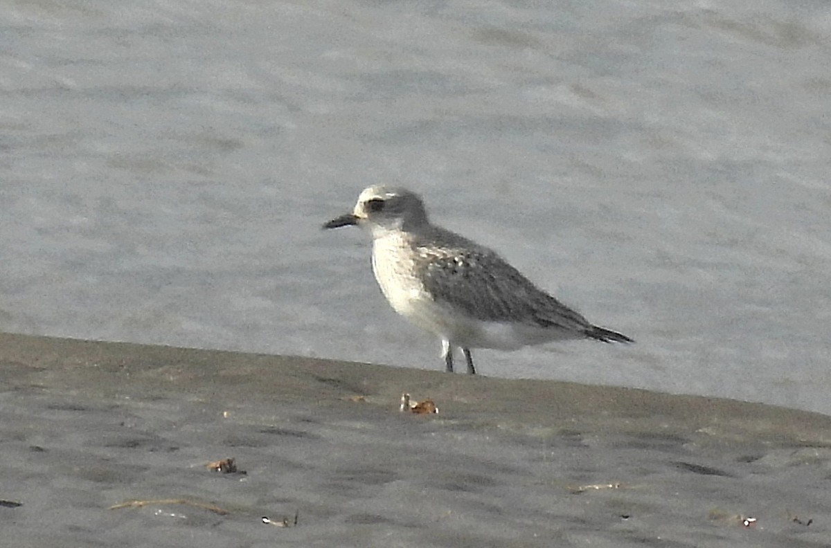 Pivieressa - ML644400248