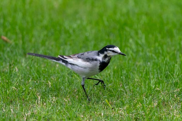 Bachstelze - ML644400252