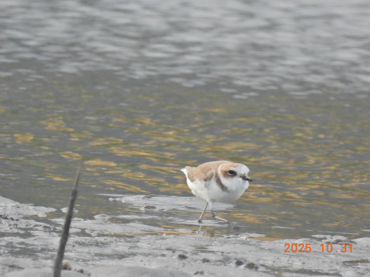 Kentish Plover - ML644400253