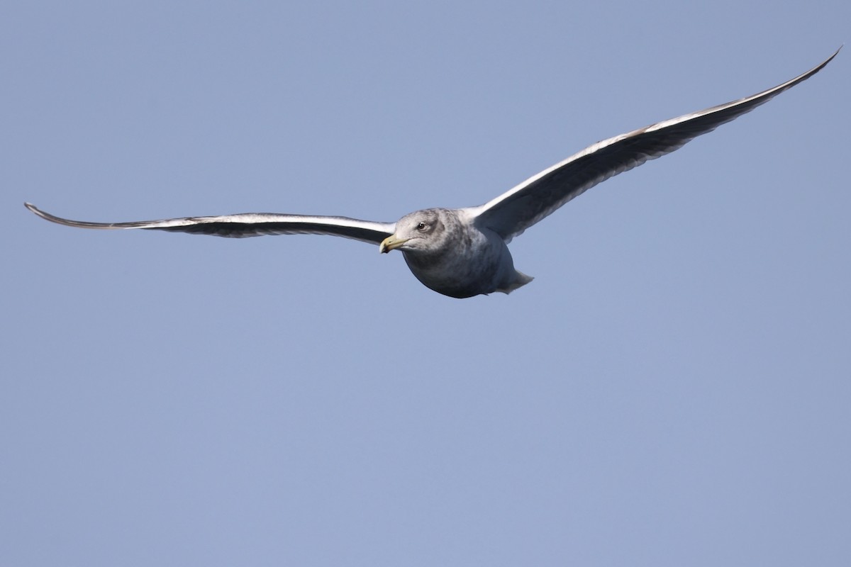 Buz Rengi Martı - ML644400254