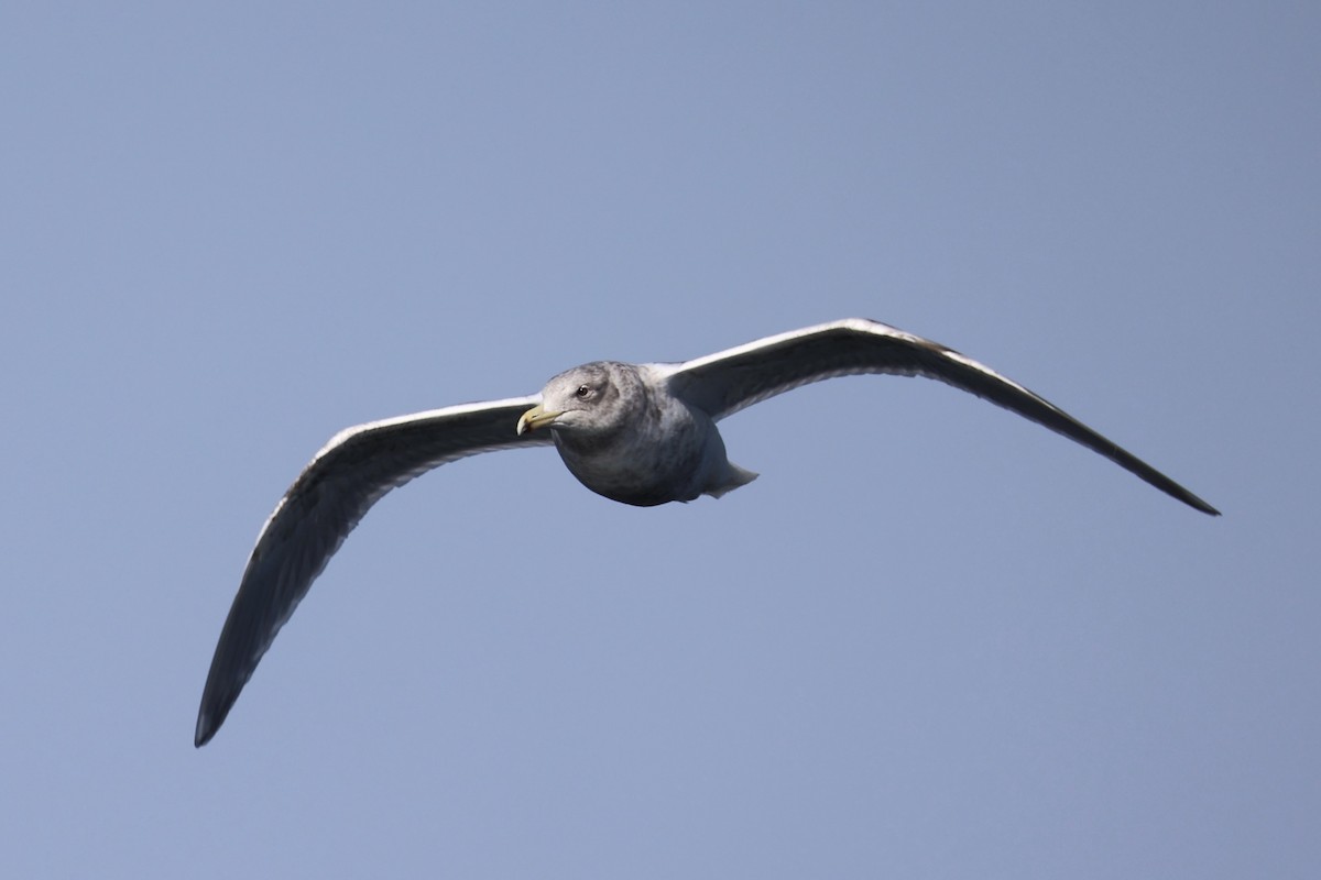 Buz Rengi Martı - ML644400255