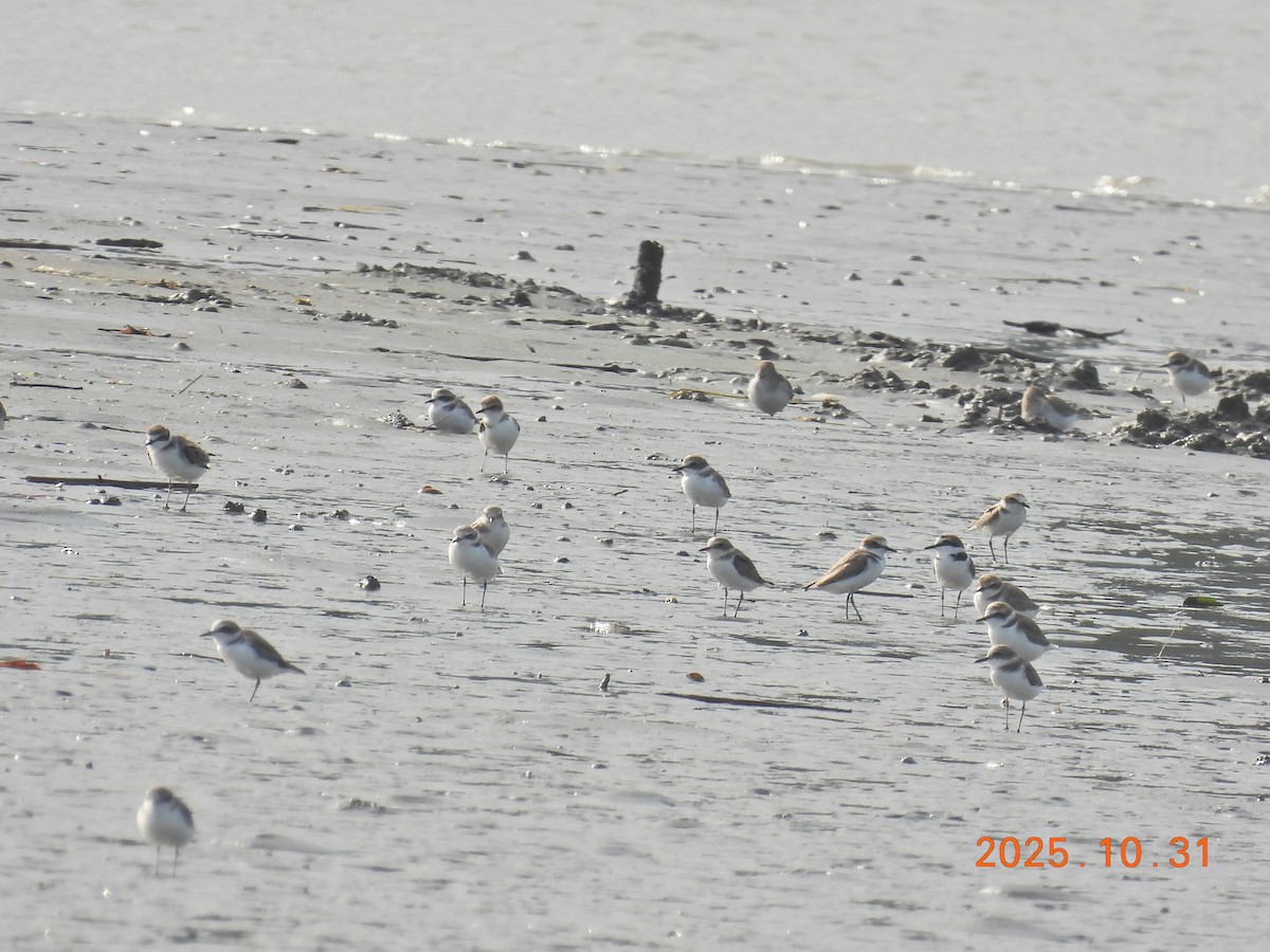 Kentish Plover - ML644400256