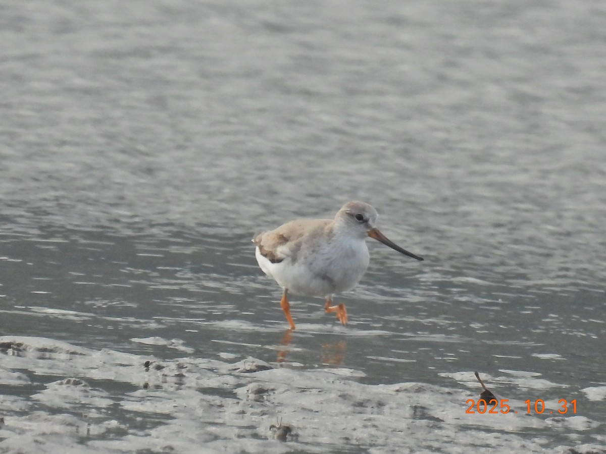 tereksnipe - ML644400260