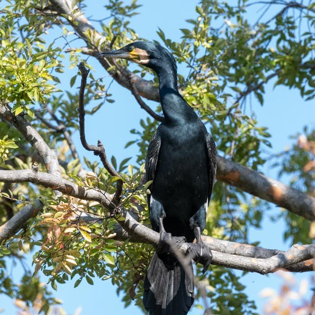 storskarv - ML644400264