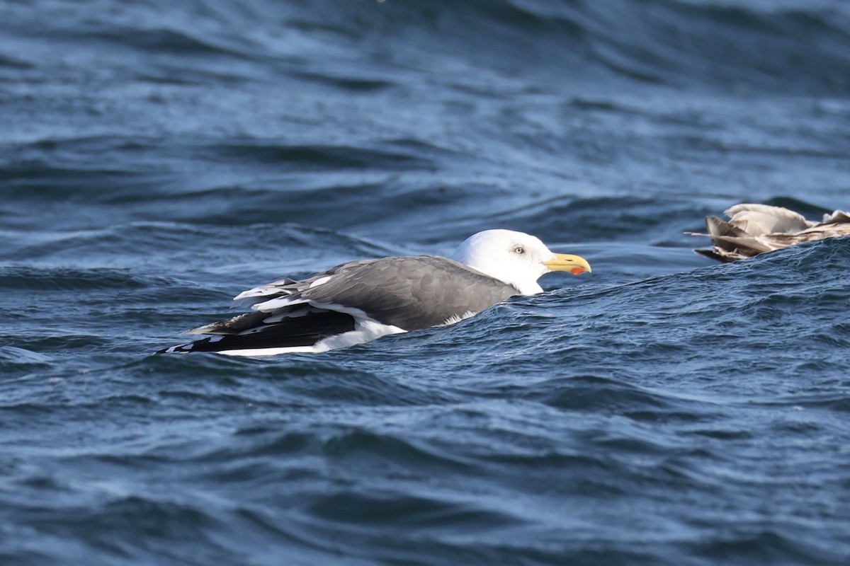Slaty-backed Gull - ML644400265