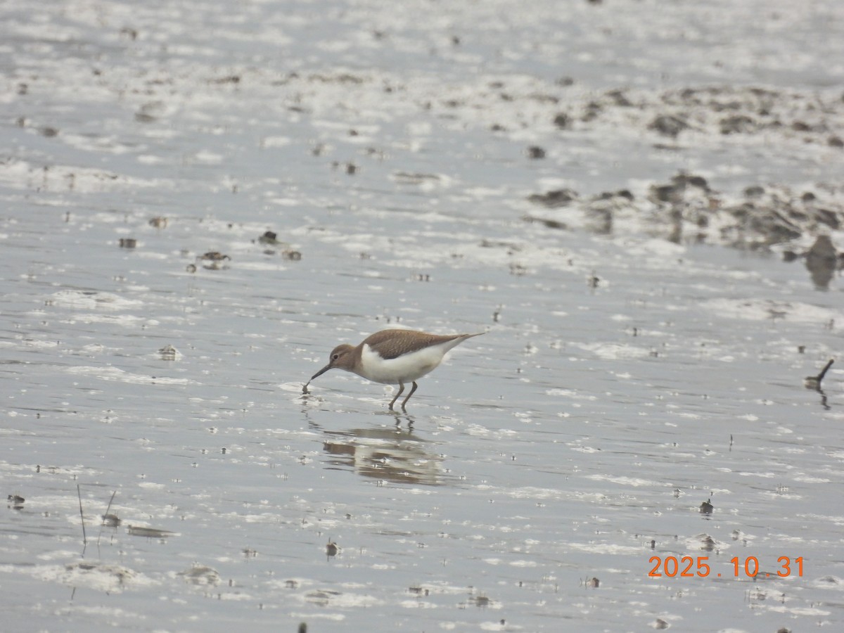 Common Sandpiper - ML644400269