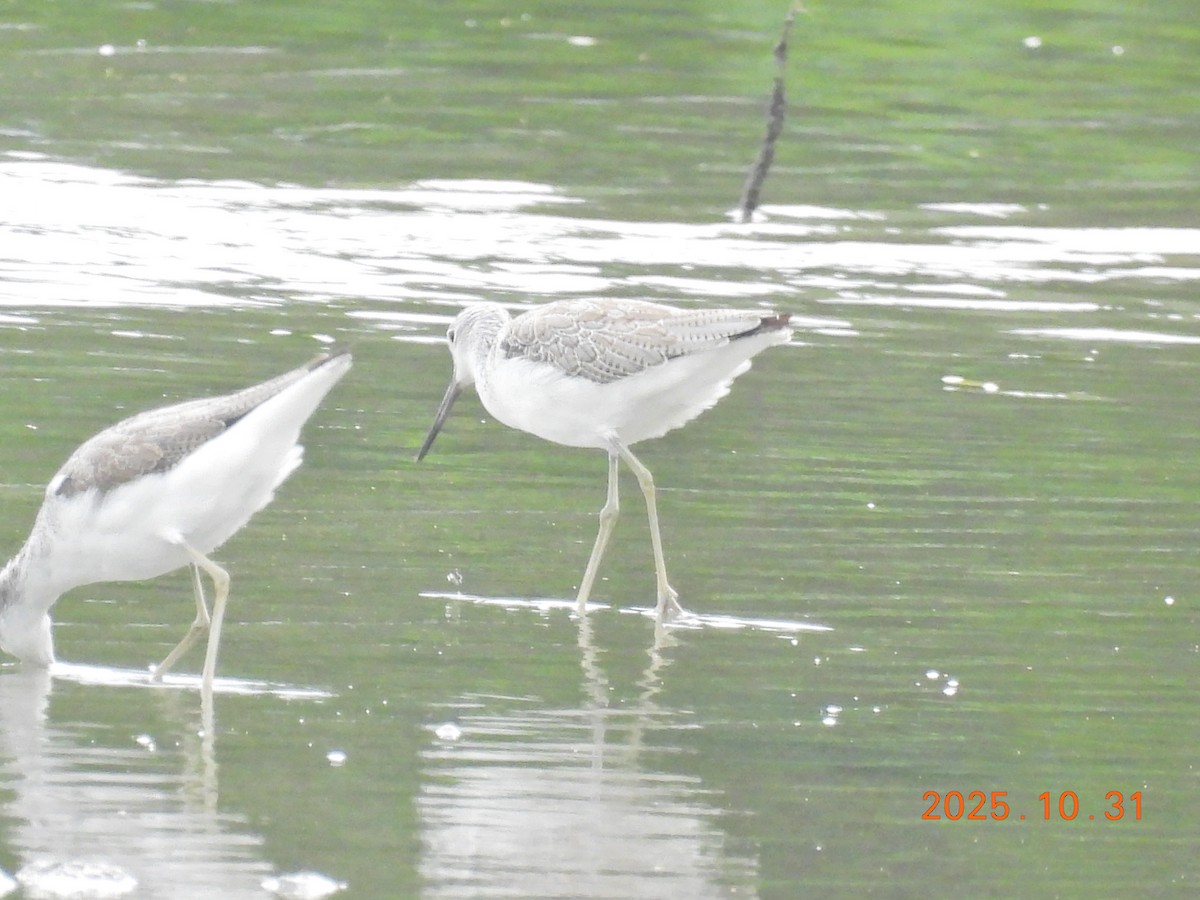 Common Greenshank - ML644400270