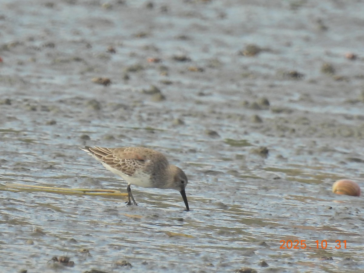 Dunlin - ML644400274