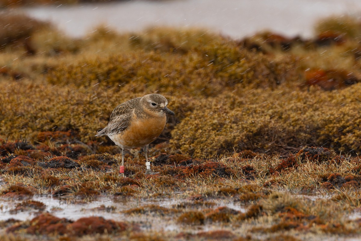 rustbuklo (obscurus) - ML644400275