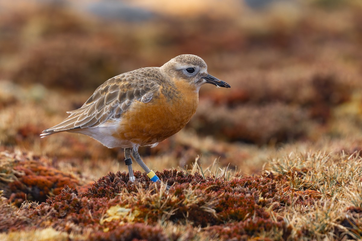 rustbuklo (obscurus) - ML644400276