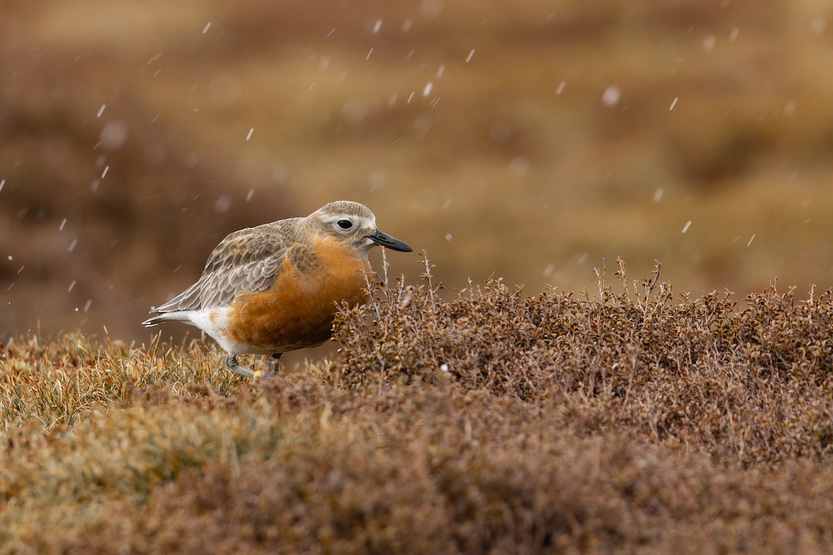 rustbuklo (obscurus) - ML644400277