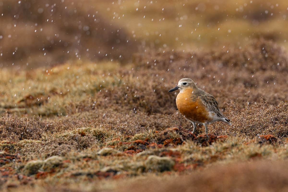 rustbuklo (obscurus) - ML644400278