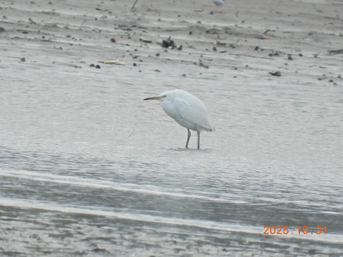 Chinese Egret - ML644400280