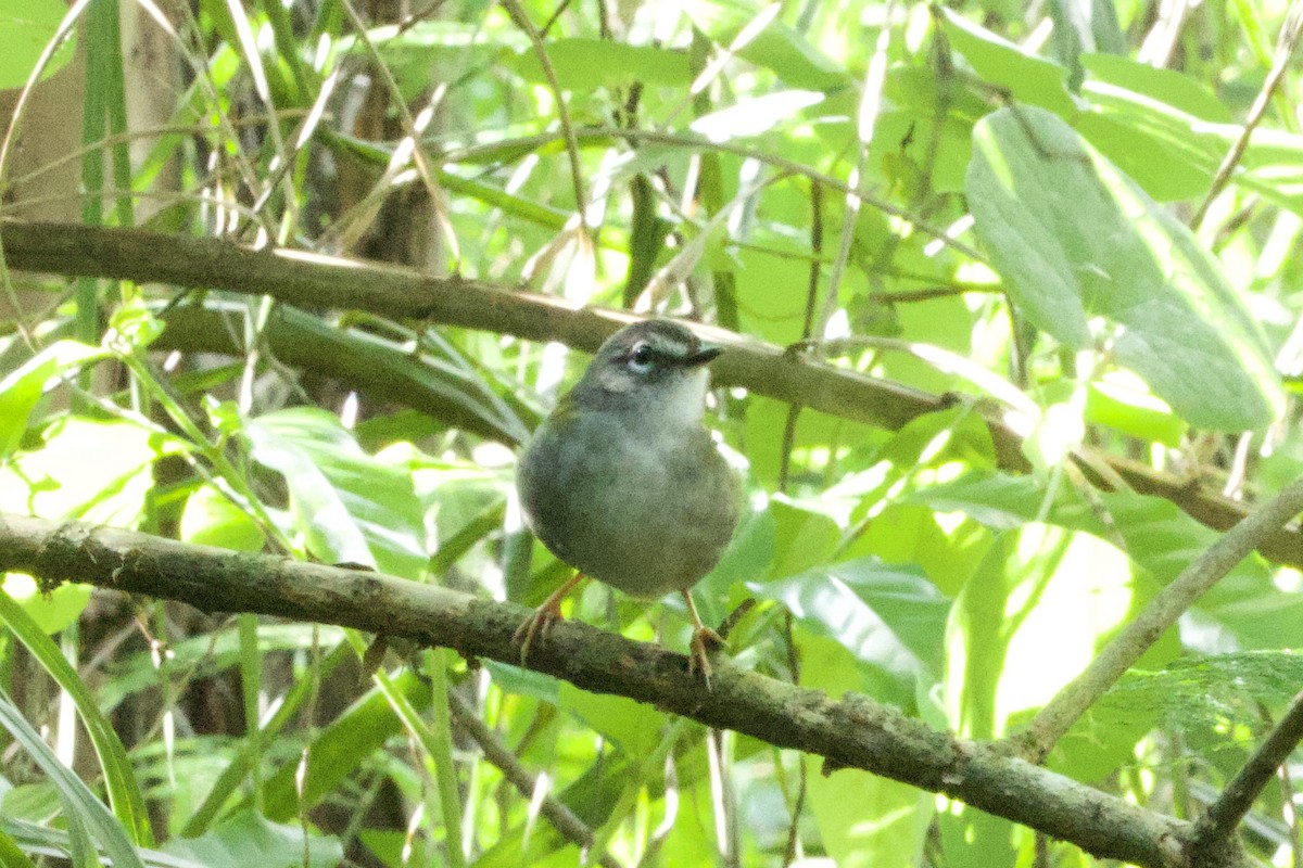 White-browed Warbler - ML644400281