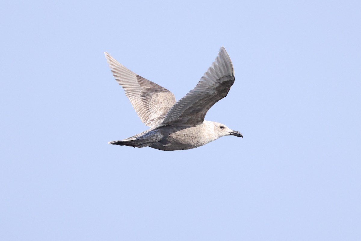 Buz Rengi Martı - ML644400288