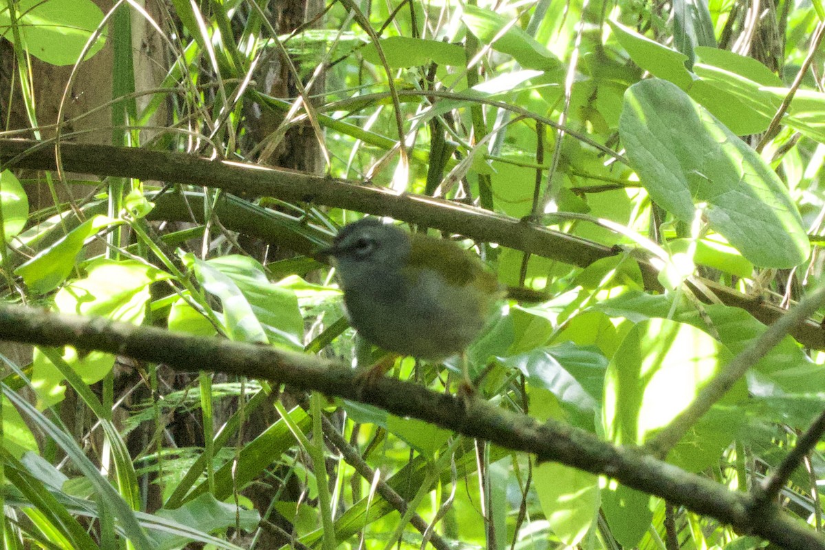White-browed Warbler - ML644400294