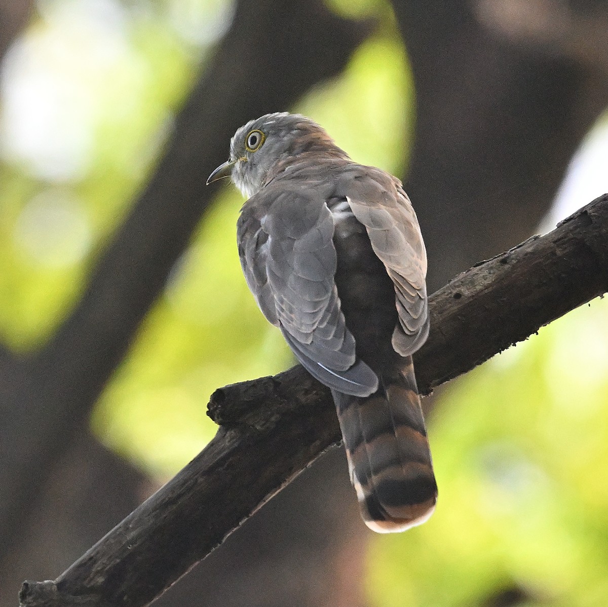 ハイタカジュウイチ - ML644400299