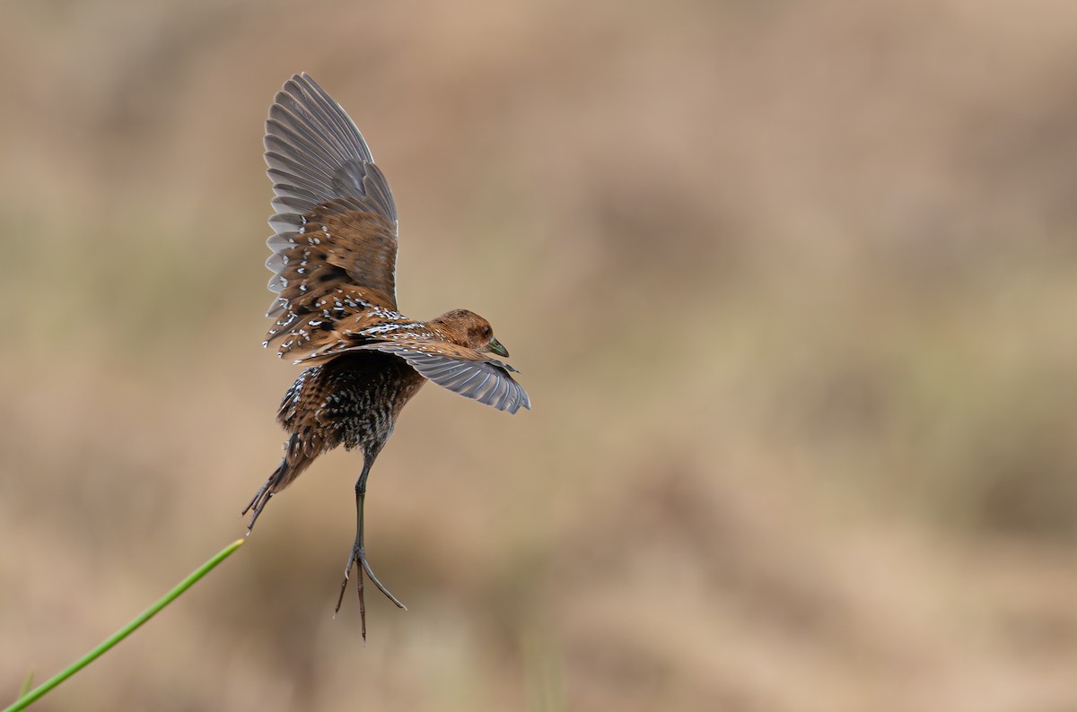 dvergrikse - ML644400300