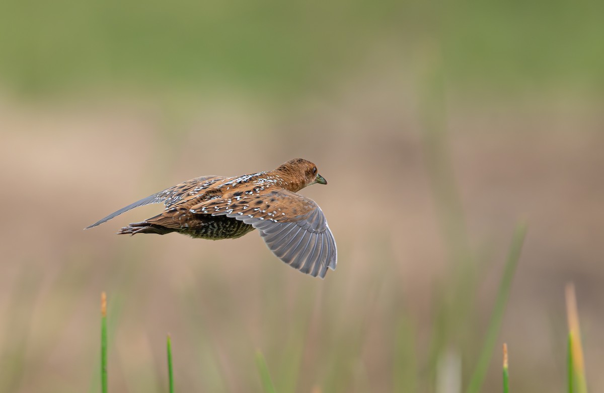 dvergrikse - ML644400301