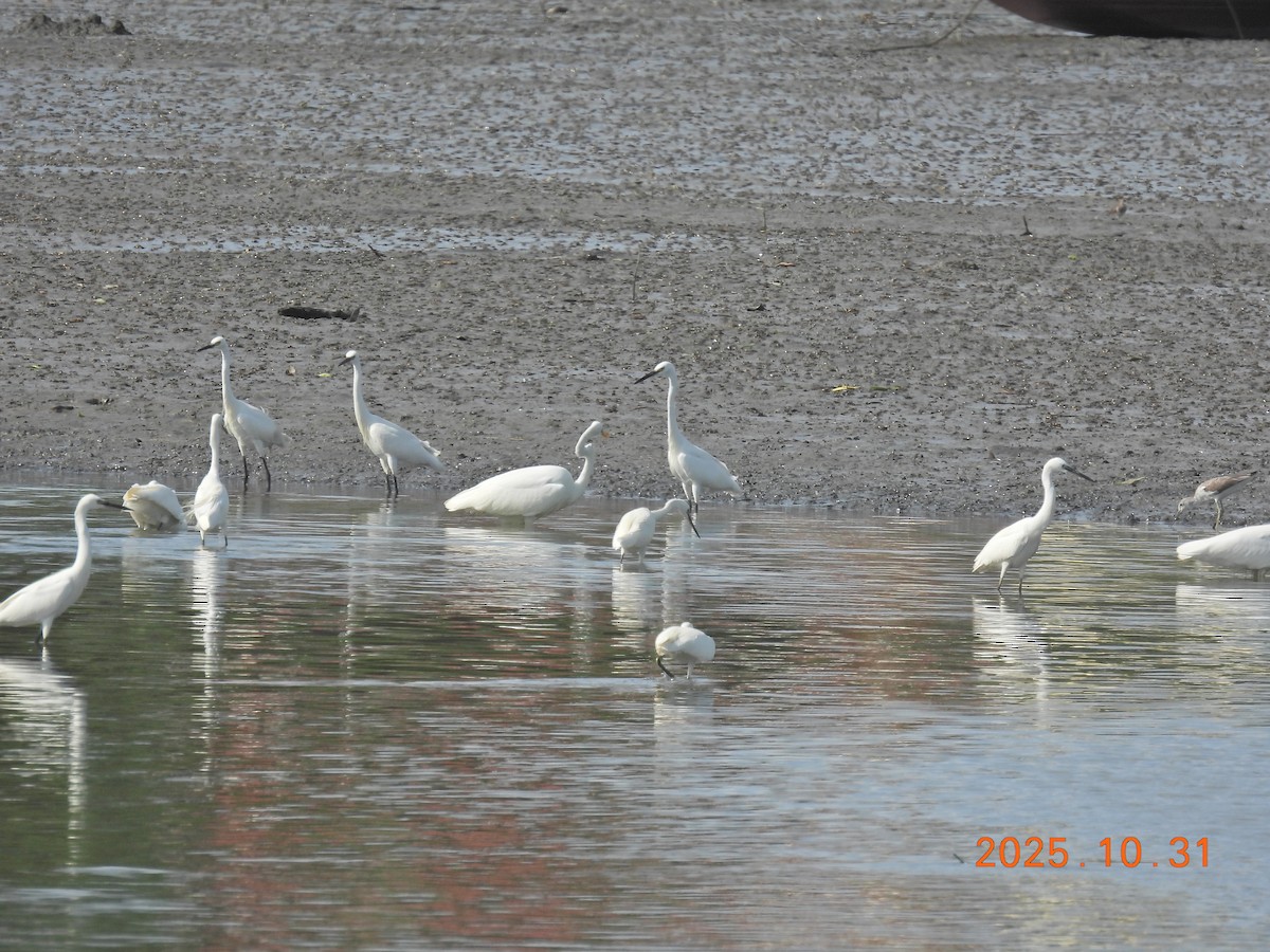 Little Egret - ML644400308