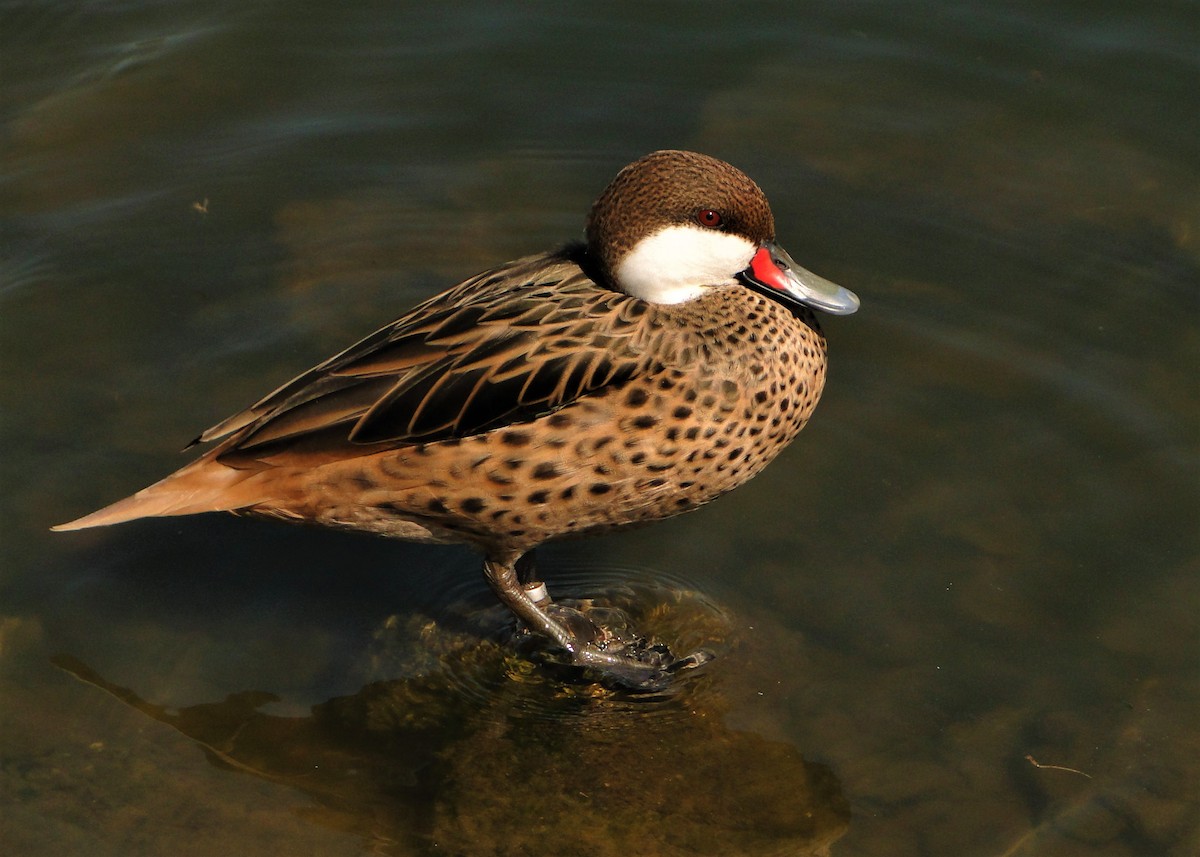 White-cheeked Pintail - ML64440031