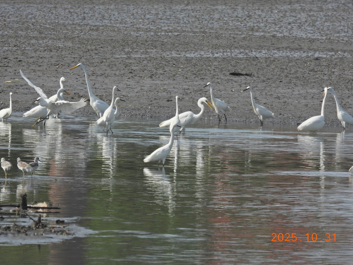 Great Egret - ML644400310
