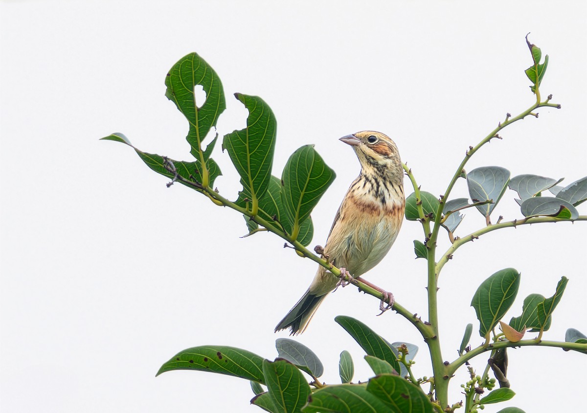 Шар нүдэн хөмрөг - ML644400321