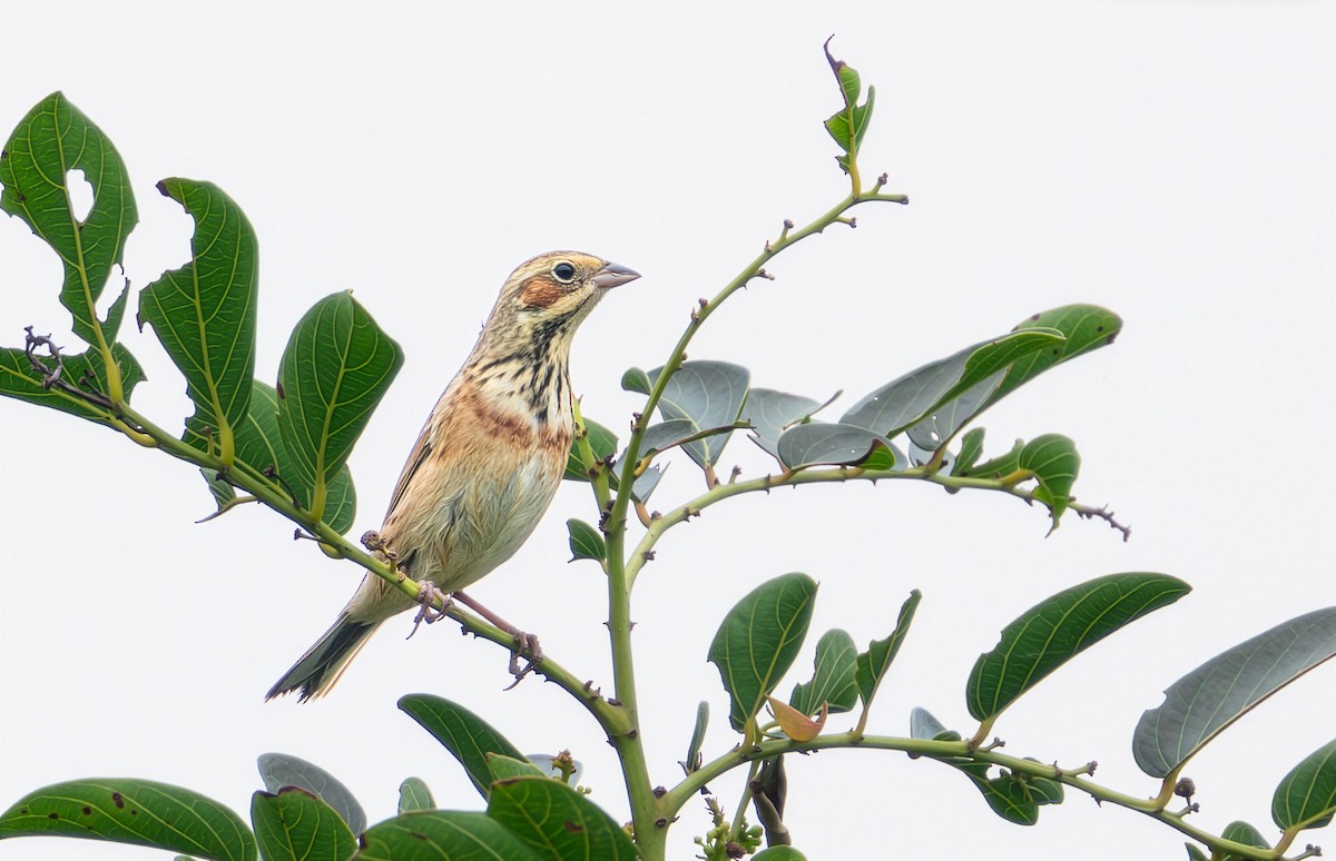 Шар нүдэн хөмрөг - ML644400322