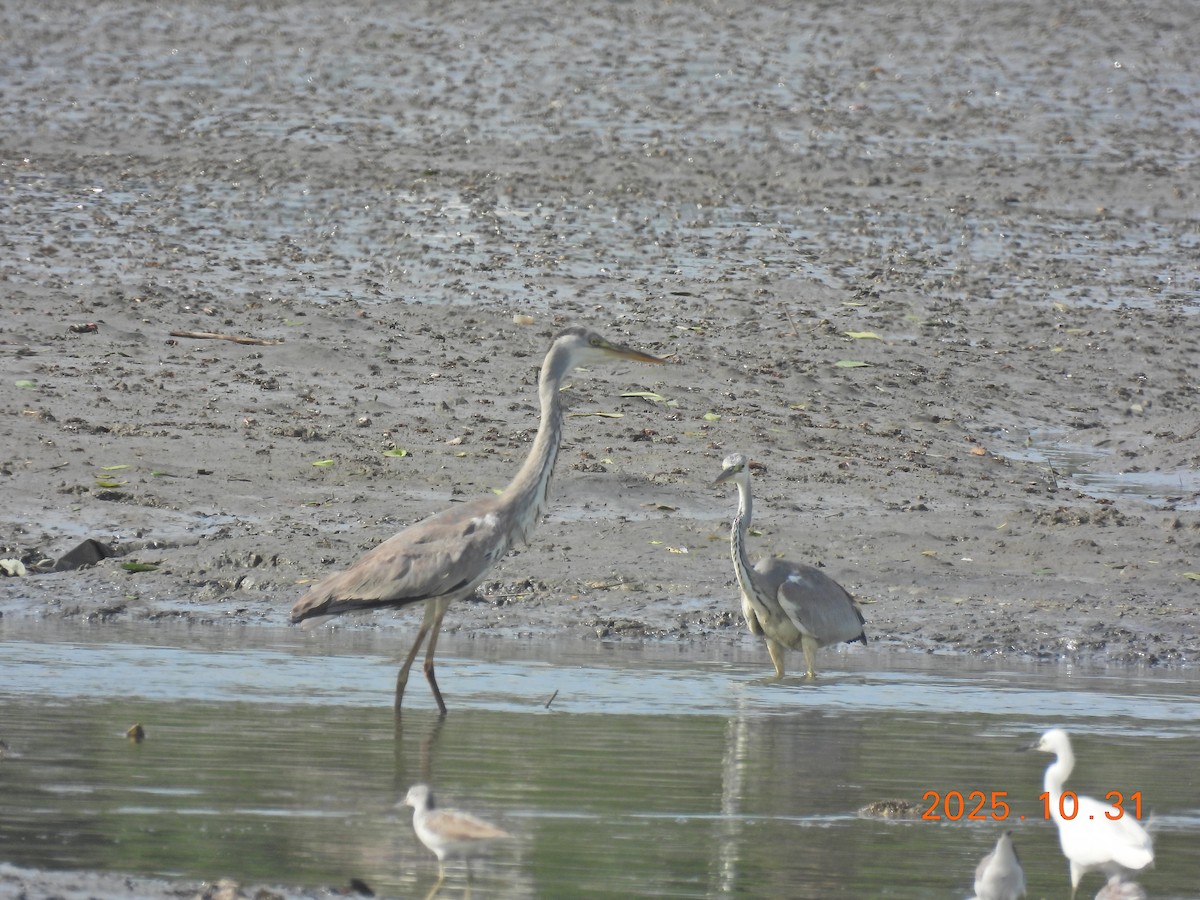 Gray Heron - ML644400326