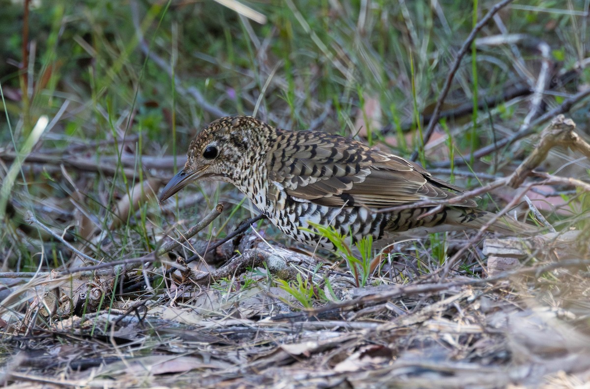 Bassian Thrush - ML644400333