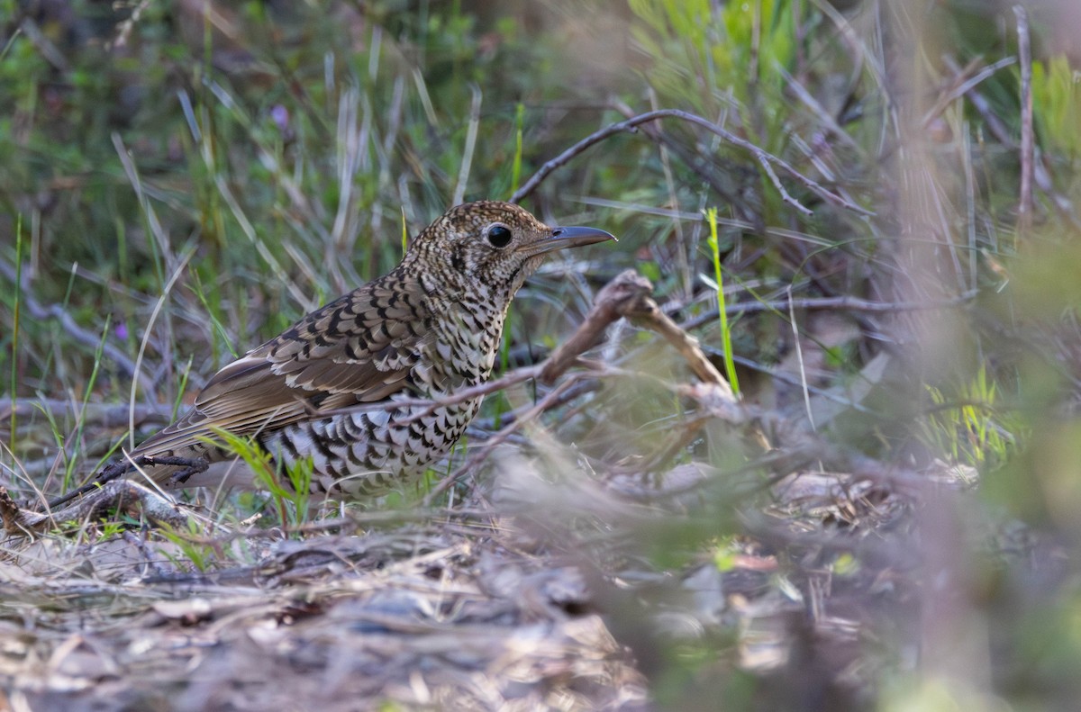 Bassian Thrush - ML644400334