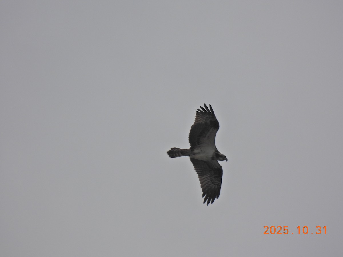 Osprey - ML644400338