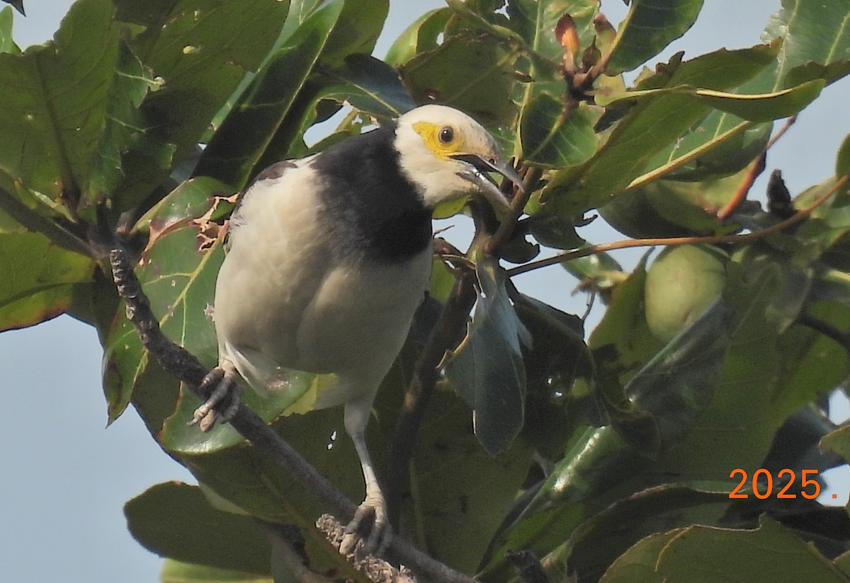 Black-collared Starling - ML644400368