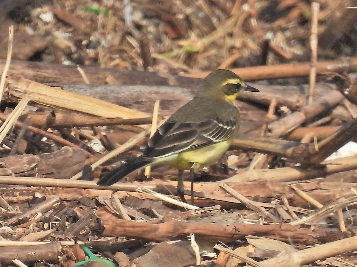 Eastern Yellow Wagtail - ML644400372