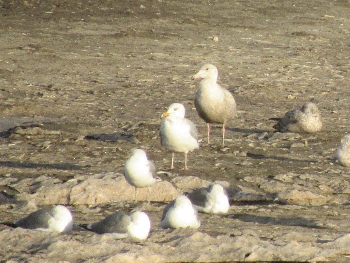 Ipar-kaioa - ML644400411