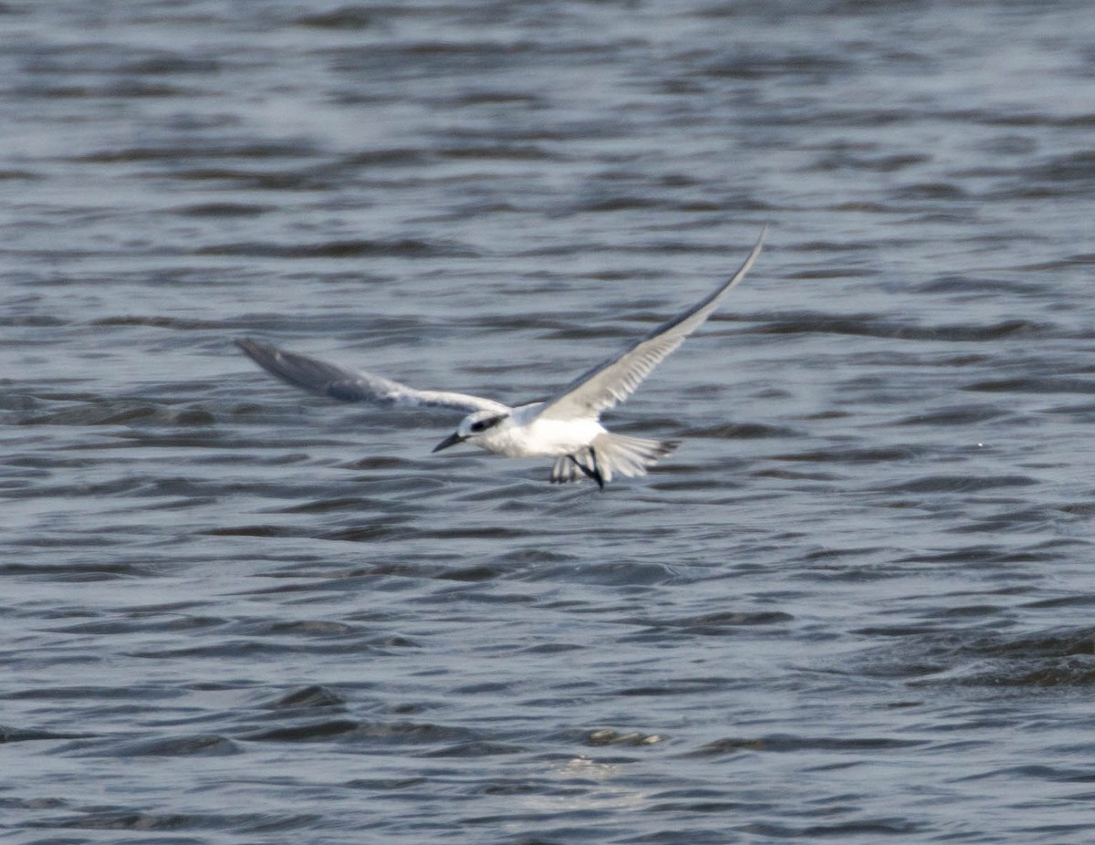 Lachseeschwalbe - ML644400413