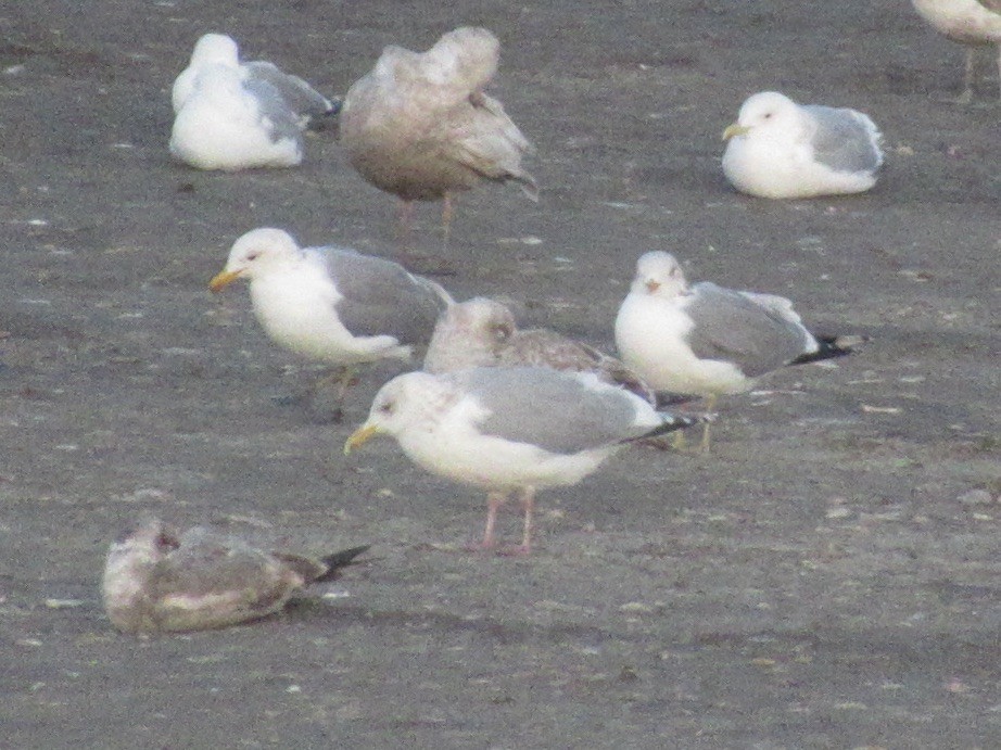 Goéland arctique (thayeri) - ML644400423