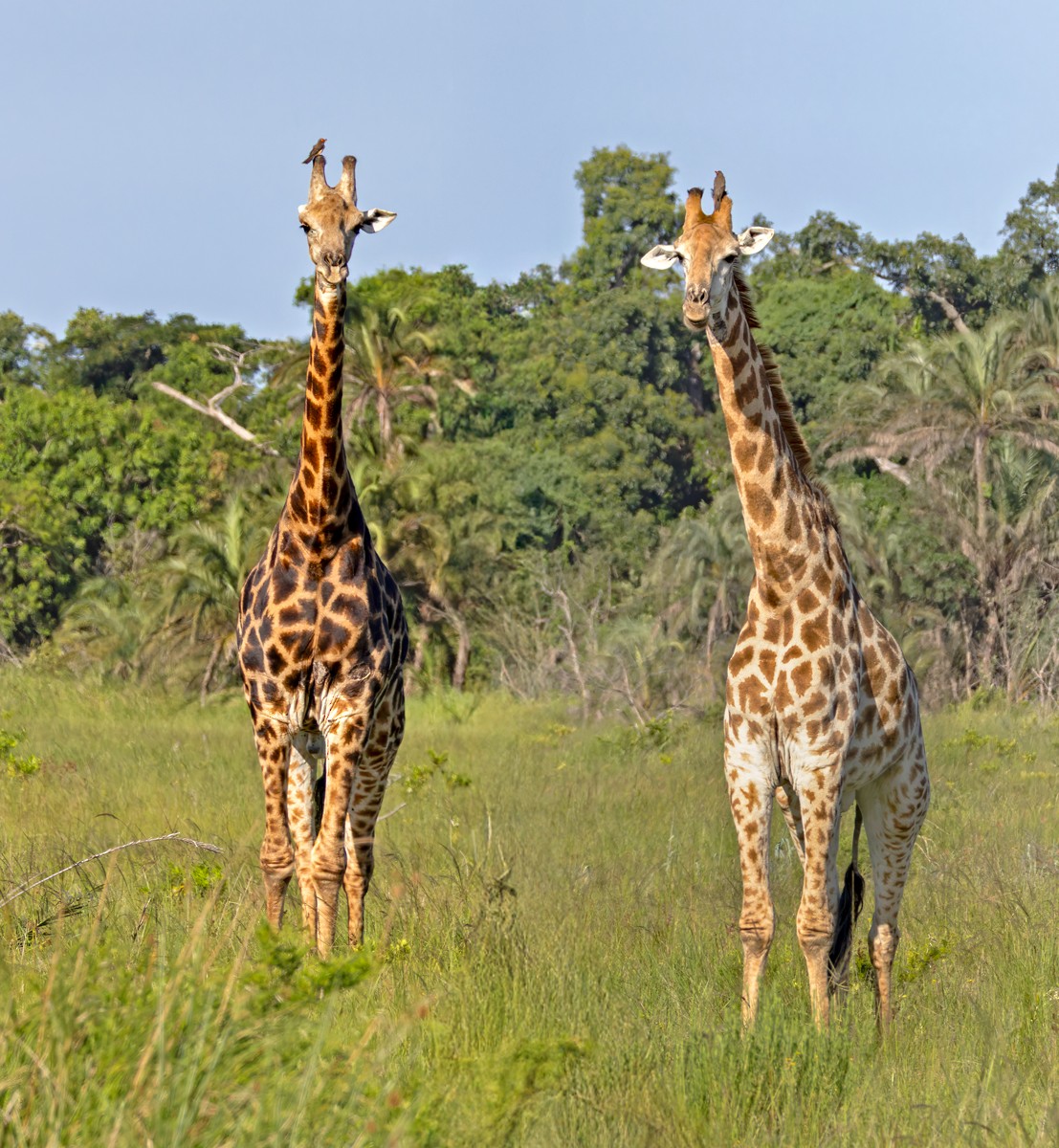 Red-billed Oxpecker - ML644400428