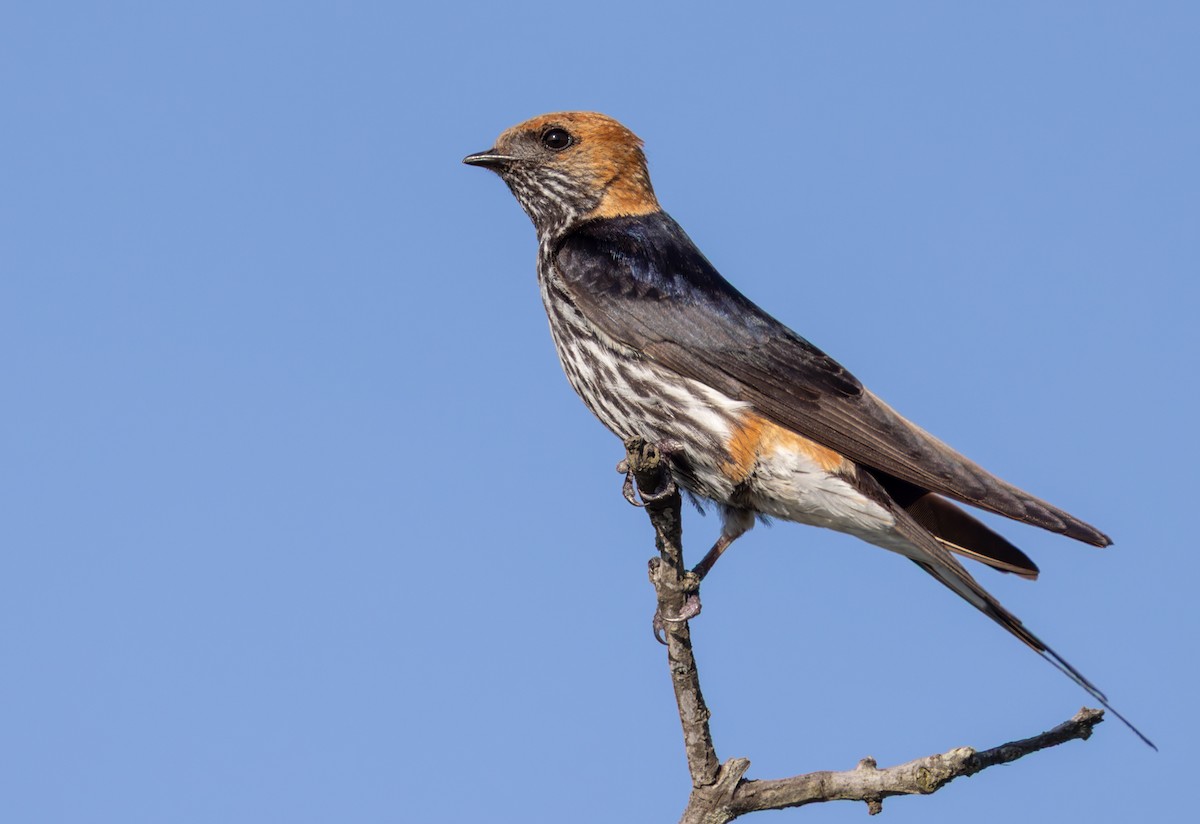 Lesser Striped Swallow - ML644400429