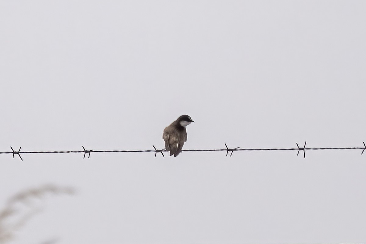 Banded Martin - ML644400433