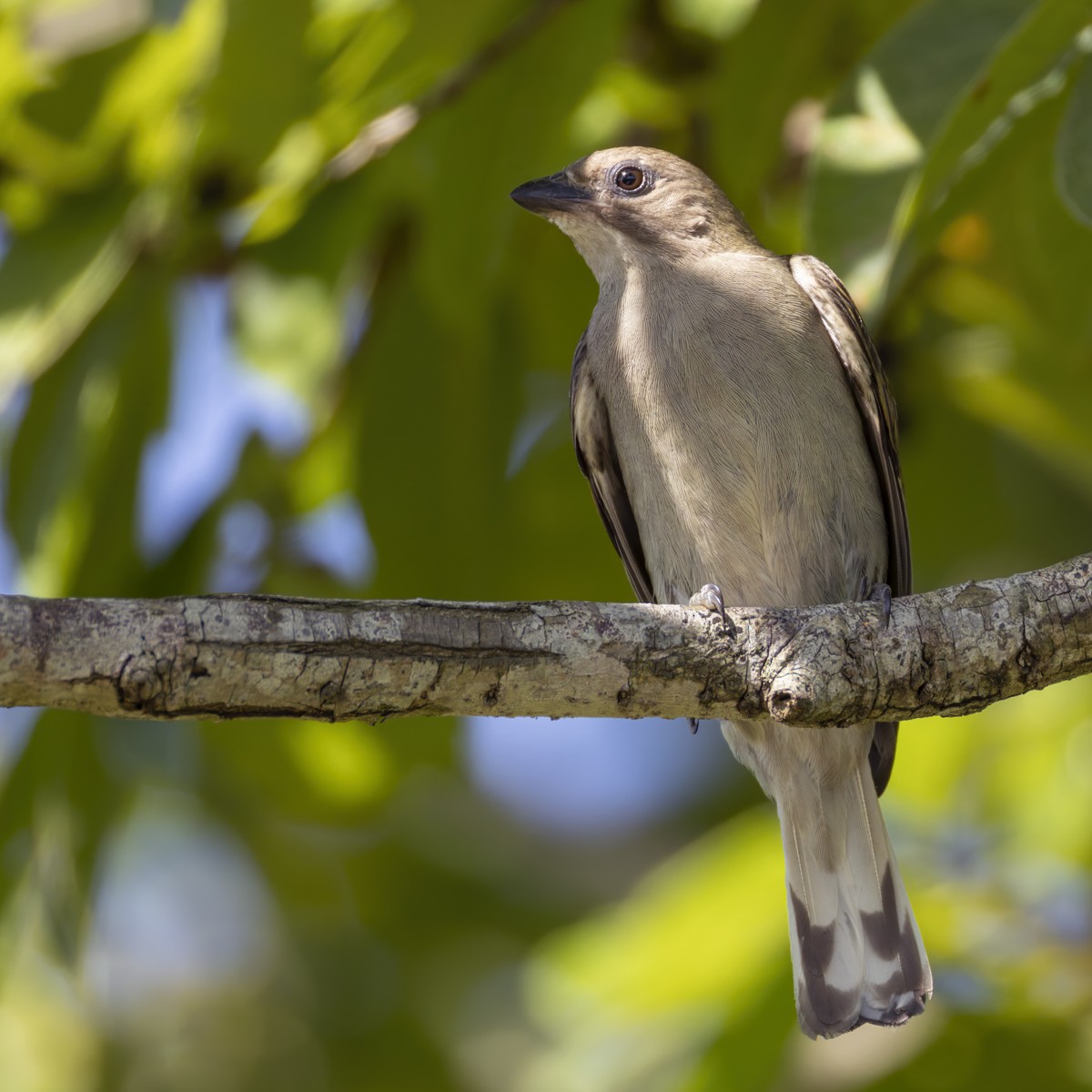 Petit Indicateur (groupe minor) - ML644400435