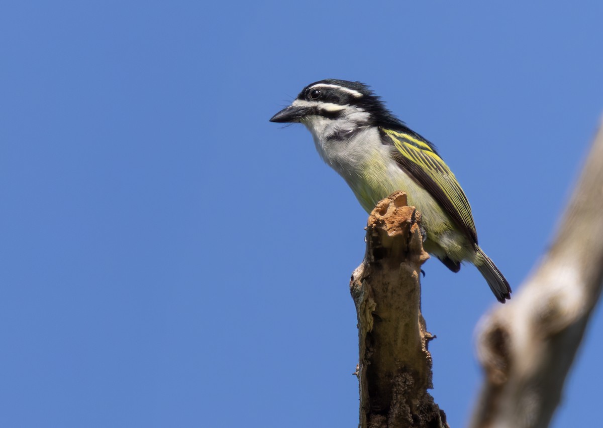 キゴシヒメゴシキドリ（bilineatus グループ） - ML644400436