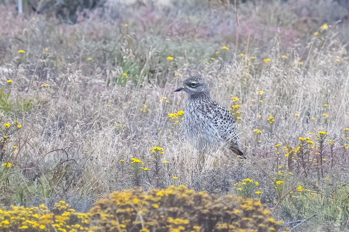 Spotted Thick-knee - ML644400443
