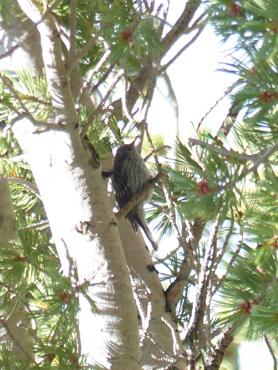 Pine Siskin - ML644400445