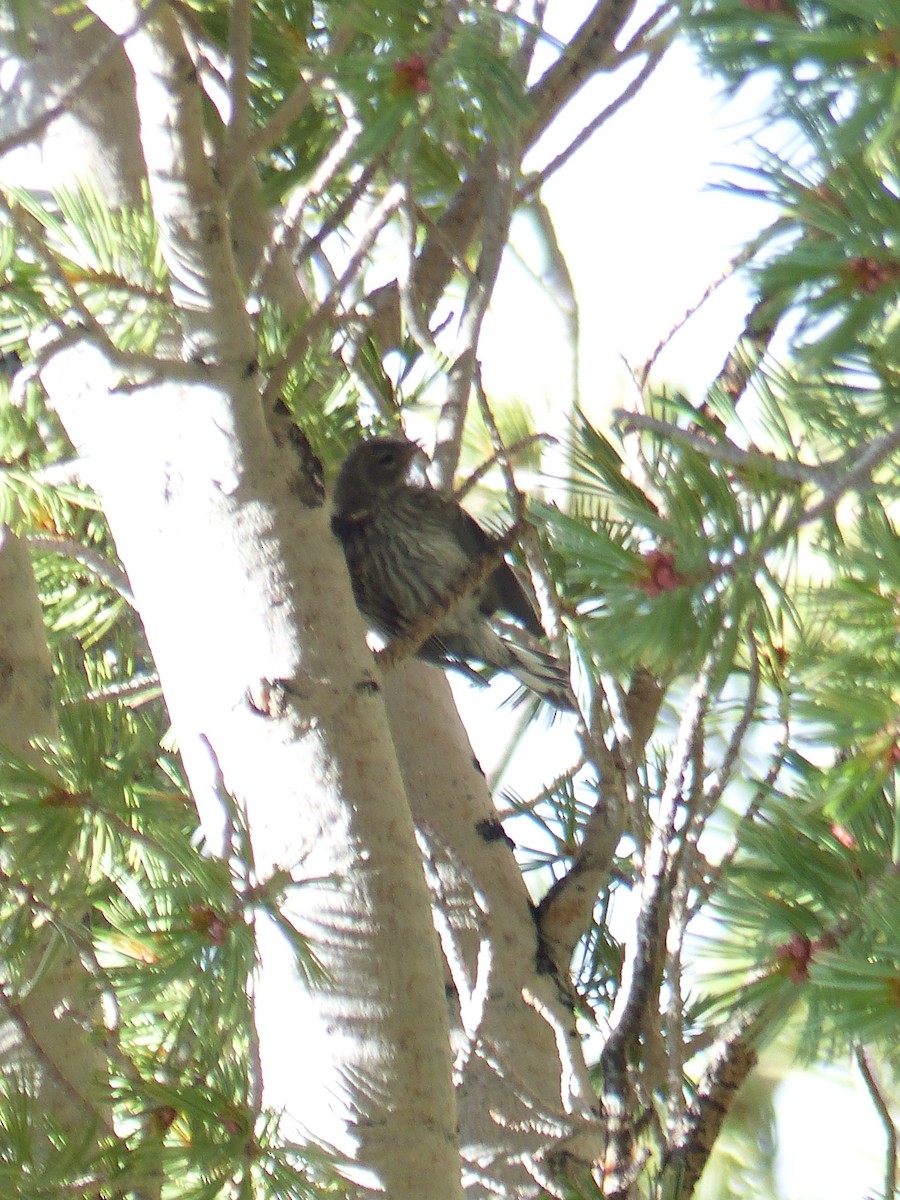 Pine Siskin - ML644400446