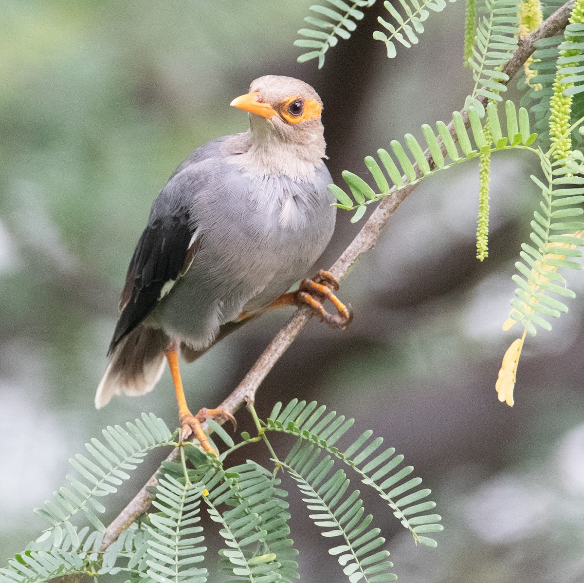 ハイイロハッカ - ML644400460