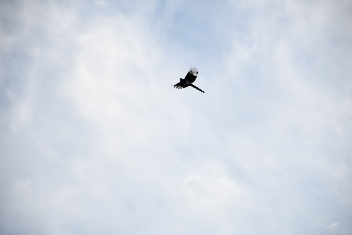 Oriental Magpie - ML644400465